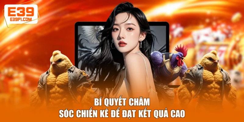 Bí quyết chăm sóc chiến kê để đạt kết quả cao