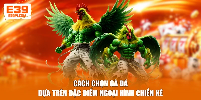 Cách chọn gà đá dựa trên đặc điểm ngoại hình chiến kê