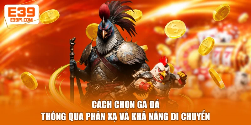Cách chọn gà đá thông qua phản xạ và khả năng di chuyển
