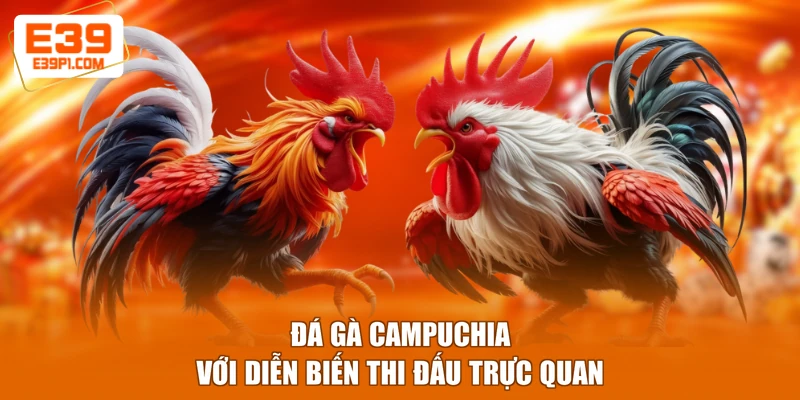 Đá gà Campuchia với diễn biến thi đấu trực quan