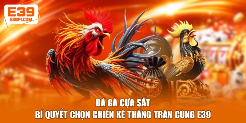Đá Gà Cựa Sắt - Bí Quyết Chọn Chiến Kê Thắng Trận Cùng E39