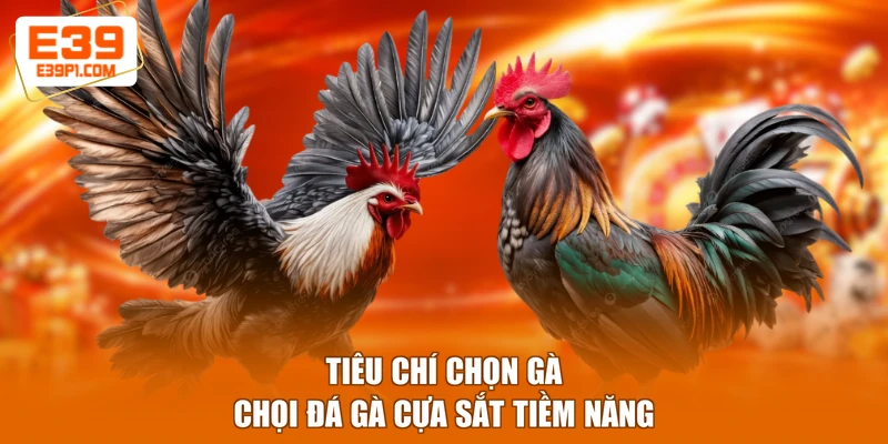 Tiêu chí chọn gà chọi đá gà cựa sắt tiềm năng