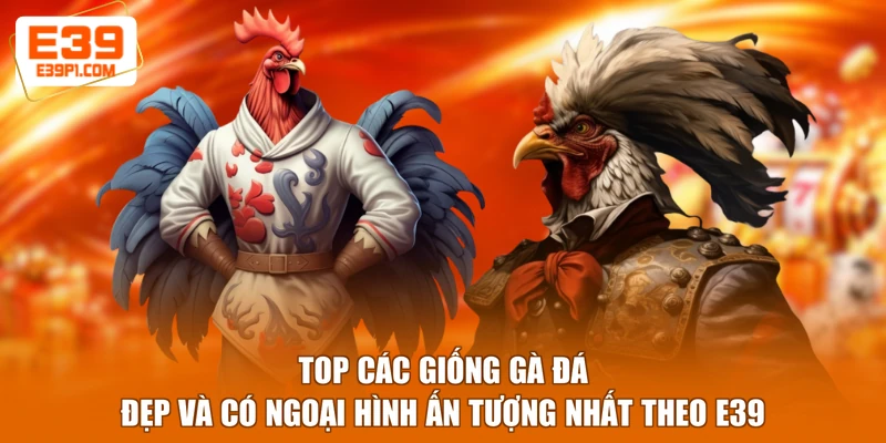 Top các giống gà đá đẹp và có ngoại hình ấn tượng nhất theo E39