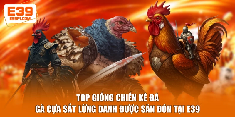 Top giống chiến kê đá gà cựa sắt lừng danh được săn đón tại E39